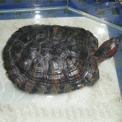 巴西龟