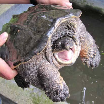 鳄鱼龟 活体5-15斤重